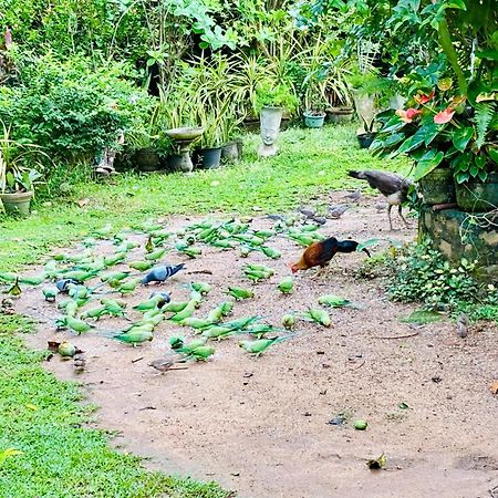 Bird House Homestays Tangalle Kültér fotó