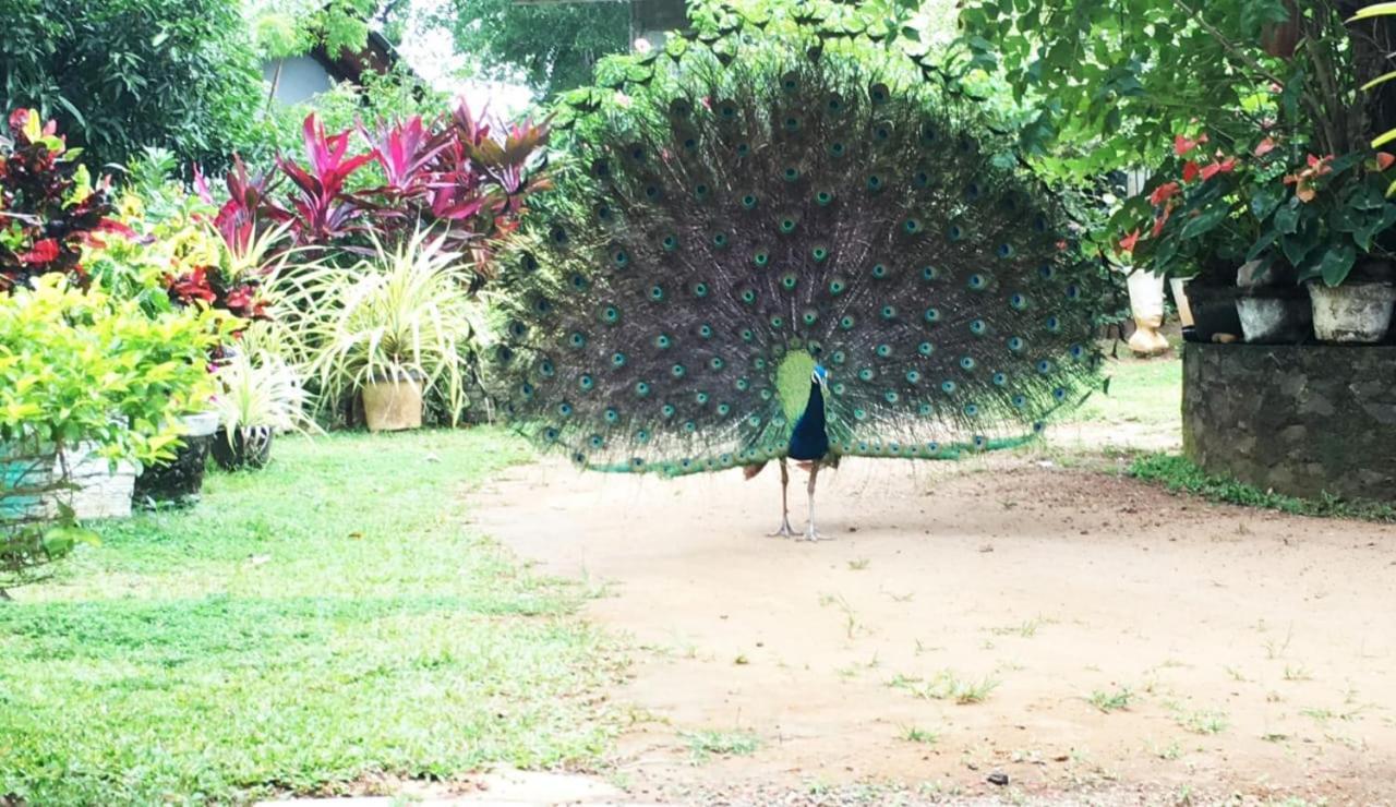Bird House Homestays Tangalle Kültér fotó