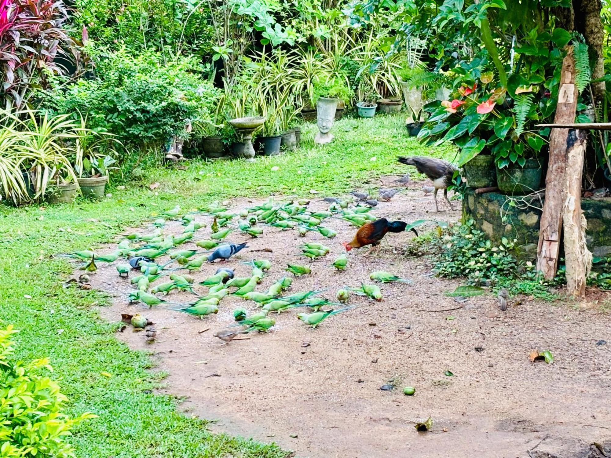 Bird House Homestays Tangalle Kültér fotó
